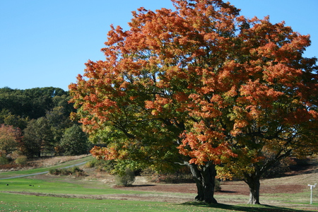 A Day At The Golf Course - golf course, grass, tree, autumn