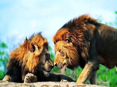 The King brothers - lions, male, meeting, manes, golden colour, black, power, strength