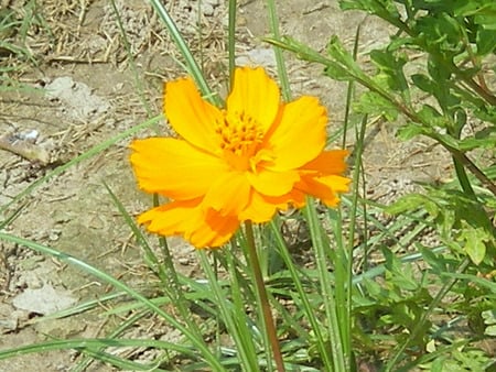 Flower - nature, flowers, flower, yellow and orange