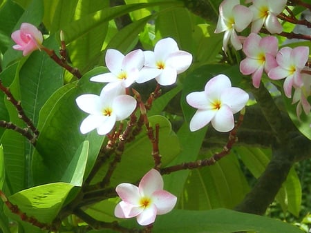 Flowers - flowers, nature, white and pink