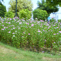 mauve flowers