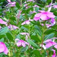 Mauve flowers