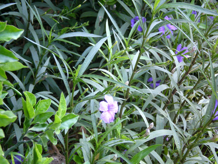 Flowers - mauve and pink, nature, flowers