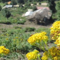 yellow flowers in top of the mountain