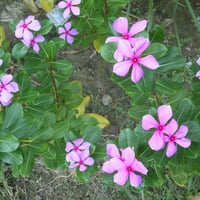 Mauve flowers