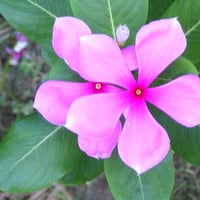 Mauve flowers