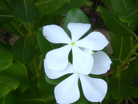 White flowers - white, nature, flowers