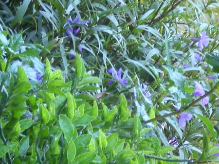 flowers - flowers, nature, mauve