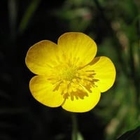 Yellow blossom