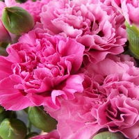 Pink carnations