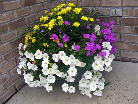 Petunias and daisies