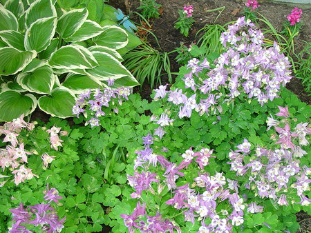 Columbine Flowers - columbine, flowers, greenery, garden