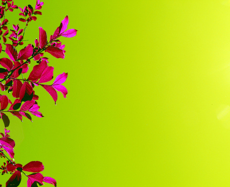 Pink Flowers - bright, leaves, pink flowers, lime green shades