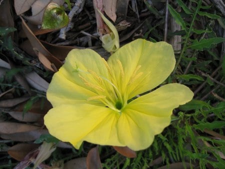 Missouri Primrose - missouri, yellow, garden, primrose, flower