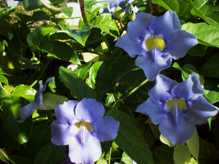 Blue Flowers - flowers, climbing vine, garden, blue