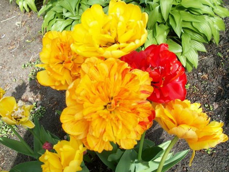 Golden Yellows - bunch, golden, flowers, garden