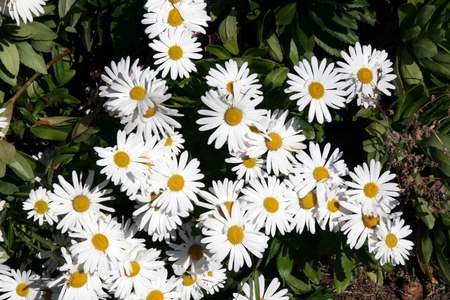 Daisy Garden - daisy, white flowers, garden, spring