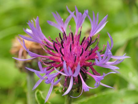 Violet Flower - violet, flower, closeup, garden