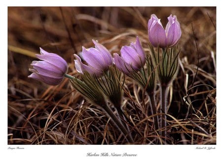 Pasque Flowers - field, mauve, flowers, pasque