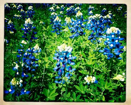 Blue Flowers - flowers, garden, blue, climber