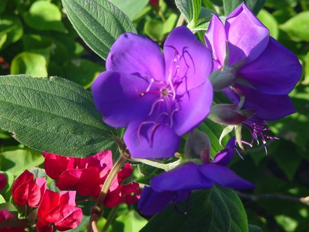 Garden Flowers - flowers, garden, violet, red