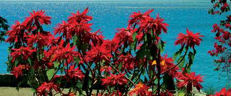 Seaside Blooms - large, flowers, shrub, red, ocean