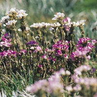 Snowy Flowers in a field