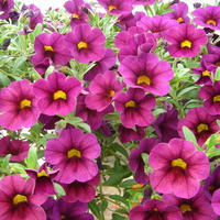 Bell flowers