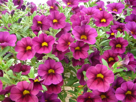 Bell flowers - flowers, bell shaped, trumpet, purple pink