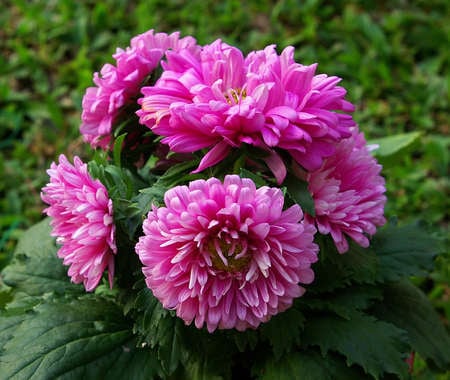 Chrysanthemums - chrysanthemums, flowers, garden, cluster, pink