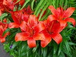 Red Lilies