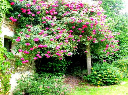 Cottage flowers - flowers, climbers, pink, cottage