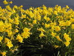 Yellow Lillies