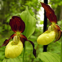 Lady Slipper Orchids