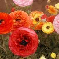 Poppy Garden