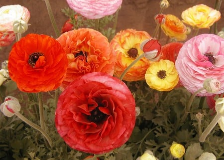 Poppy Garden - red, pink, orange, flowers, poppies