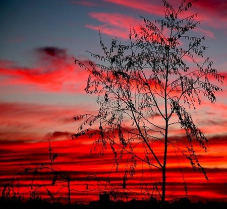 Templestowe Sunset - red wonderful, tree, afterglow