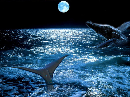 making a splash - moon, water, blue, wet, night, ocean, dark, whales, dolphins, mammals, fins