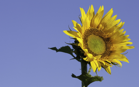 Independence - sunflower, sky, yellow, blue, independence, flower