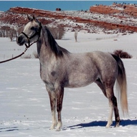 Grey Arabian Mare
