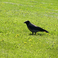 Little black bird