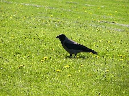 Little black bird - animal, bird, black, grass