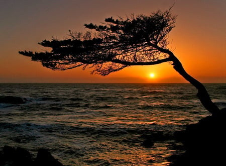 wanderful sunset - waves, sea, tree, red sky