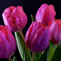 fine purple tulips