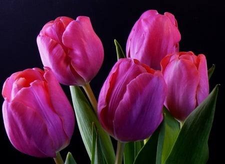 fine purple tulips - flowers, nice, tulips, purple