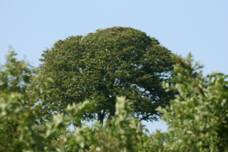 A Great Day - sky, hill, tree, trees