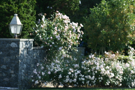 Sophisticated - flowers, shrubs, latern, trees