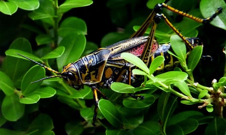 Locust - grasshopper, locust, cicada, insect, bug