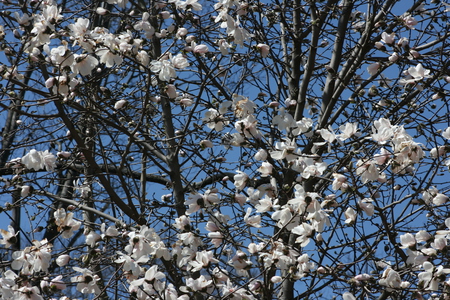 Bloom In The Blue Sky - blooms, sky, tree, buds