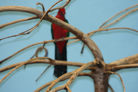 The Bird - tree, branches, bird, birds